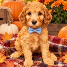 Light blue collar Boy - Red male Irish Doodle puppy in Madison, Wisconsin from Morningside Doodles