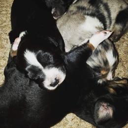 Australian Shepherd Puppies from Diamond Aussies N the Rough