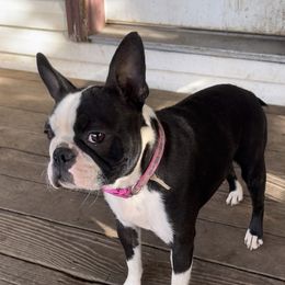 Nessa - Boston Terrier