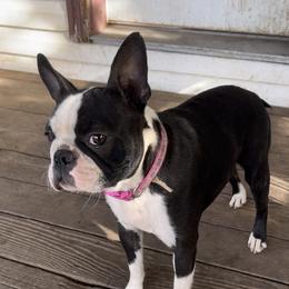 Nessa - Boston Terrier