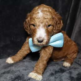 Goldendoodle Puppies from Angie's goldendoodles