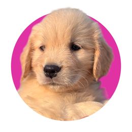 Magenta - Light golden Golden Retriever puppy in Lakeville, Massachusetts from Platinum Golden Retrievers