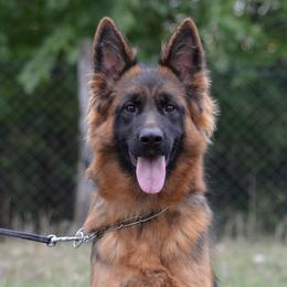 Havana - German Shepherd