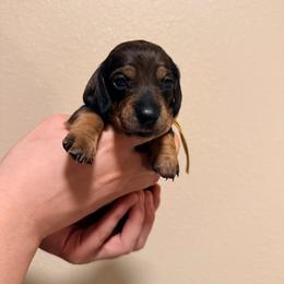 Yellow - Wild  boar and tan female Dachshund puppy in Oakdale, California from Mini dachshunds