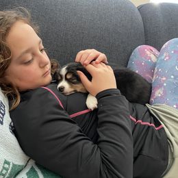 "Mera snuggles" Miniature Australian Shepherd Puppies from Integrity Aussies Tx