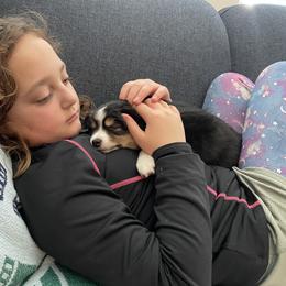 "Mera snuggles" Miniature Australian Shepherd Puppies from Integrity Aussies Tx
