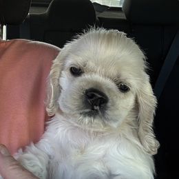 Allan - Buff male Cocker Spaniel puppy in Oregon from Doc's Cockers