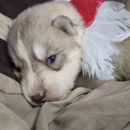 Girl 4 - Red and white female Siberian Husky puppy in Kansas City, Missouri from Anuun's Huskies
