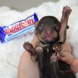 Baby Ruth - Phantom female Poodle puppy in Mount Sterling, Kentucky from Curly Country Poodles