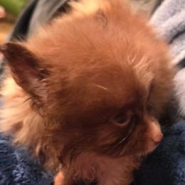 Little boy - Chocolate parti male Pomeranian puppy in Hazleton, Indiana from Hyneman's Haven Poms