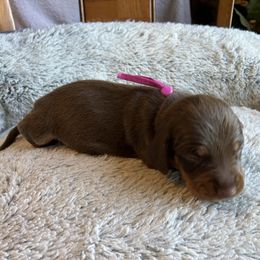 Dottie - Chocolate and tan female Dachshund puppy in Mocksville, North Carolina from The Dachs of Hazzard Dachshunds
