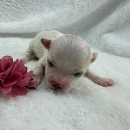 Fluffy - White female Maltipoo puppy in Turlock, California from 209PuppiesCaliforniaMaltipoo