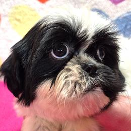 ALAYA - Black and white female Shih Tzu puppy in Candler, North Carolina from Pup-Tzu WNC