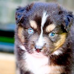 Dyson - Black tri male Miniature Australian Shepherd puppy in South Branch, Michigan from Ross Ranch Mini and Standard Aussie's
