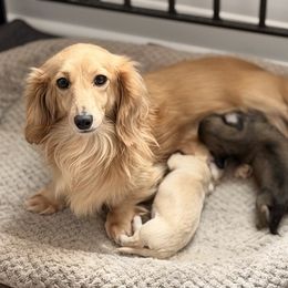 Dachshund Puppies from Ana’s Beautiful Doxies