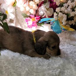 Dachshund Puppies from CLARK'S BREEDING PROGRAM