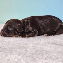 Sadie - Brown and tan female Cockapoo puppy in Louisburg, North Carolina from Raven Oak's Mini Cockapoos and Mini Dachshunds