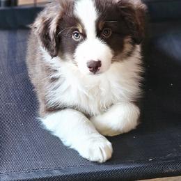 Tundra (Red boy) - Red tri-color male Miniature American Shepherd puppy in Griswold, Connecticut from Flatrock's Mini American Shepherd's