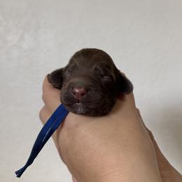 Achilles - Chocolate male Australian Labradoodle puppy in Sacramento, California from Little Farmstead Labradoodles