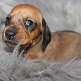 Girl 2 - Red female Dachshund puppy in Craig, Colorado from Rocky Mountain Shih Tzus and Dry Creek Miniature Dachshunds