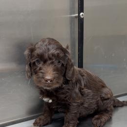 Puppy Orange - Chocolate female Australian Labradoodle puppy in Oxford, Mississippi from Stony Brook Australian Labradoodles