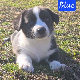 Blue - Black and white male Cardigan Welsh Corgi puppy in Lynchburg, Ohio from Old Iron Farm