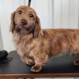 Melody - Dachshund