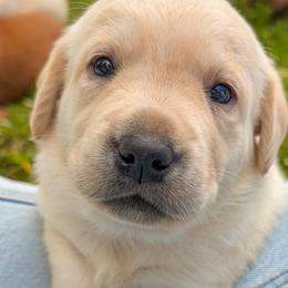 Labrador Retrievers from Copper Meadow Retrievers