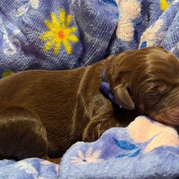 Blue Male - Red and rust male Doberman Pinscher puppy in Madison, Indiana from Jensen Dobermans and Dachshunds