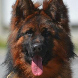 Ria - German Shepherd
