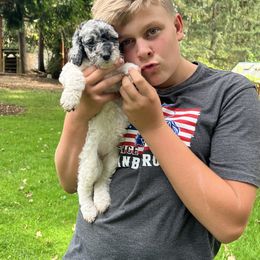 Labradoodle Puppies from Bear Creek Labradoodles