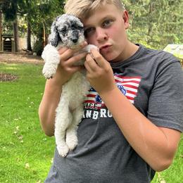 Labradoodle Puppies from Bear Creek Labradoodles