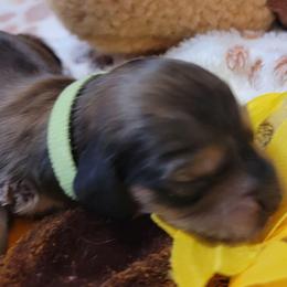 Astro - Sable male Dachshund puppy in Terlton, Oklahoma from CLARK'S BREEDING PROGRAM