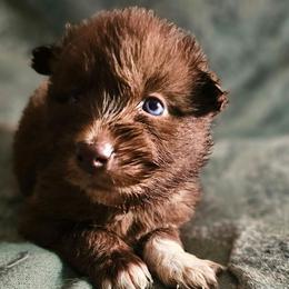 Phoenix - Brown and white female Siberian Husky puppy in Urbana, Ohio from Fairhaven's Siberian Huskies