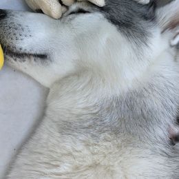 Siberian Husky Puppies from Sassenach Siberians