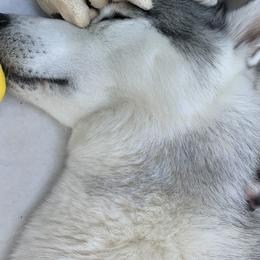 Siberian Husky Puppies from Sassenach Siberians