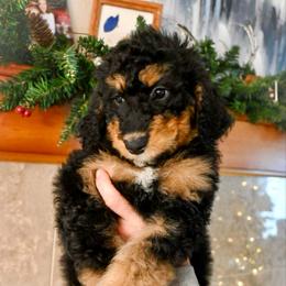 Dancer - Tri-color female Bernedoodle puppy in Lookout, California from Remington Kennels, LLC