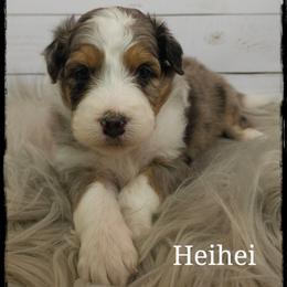 Heihei - Blue merle male Aussiedoodle puppy in Farley, Iowa from Iowa's Doodle Co.
