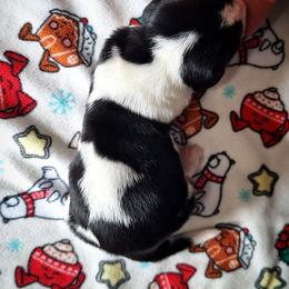 Hudson - Black brown and white male Basset Hound puppy in Mack's Creek, Missouri from Mack's Creek Basset Hounds