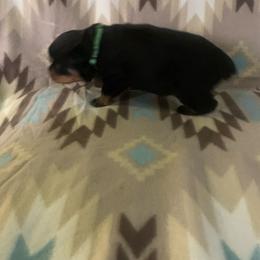 Boy 2 - Black and rust male Rottweiler puppy in Detroit, Michigan from Rottweiler Land