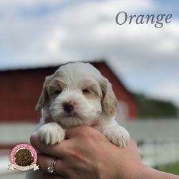 Australian Labradoodle Puppies from Rainbow Row Labradoodles