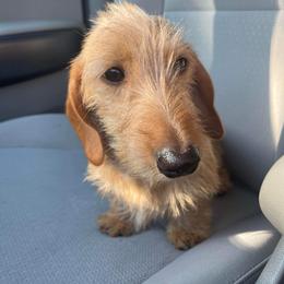 Dachshund All Grown Up from Lanier’s Little Weenies