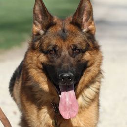 Luna - German Shepherd