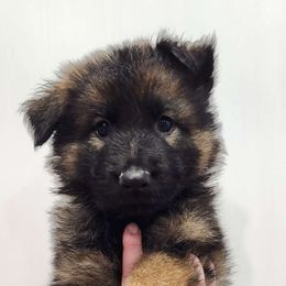 Girl 3 - Sable German Shepherd puppy in Ocala, Florida from Guardian Shepherds