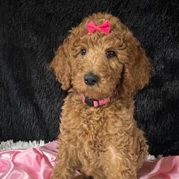 Dark pink girl - Apricot female Poodle puppy in Bowling Green, Kentucky from Ritzy Red Poodles