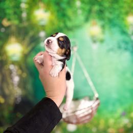 Kimchi - Piebald male Dachshund puppy in Westport, Kentucky from Lonestar Creek Farm