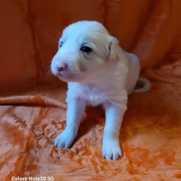 Sookie - Gold female Border Collie puppy in Watsontown, Pennsylvania from Kate Gresham
