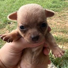 Girl 3 - Fawn brindled black female Chihuahua puppy in Sherwood, Arkansas from Bartelt Breeders