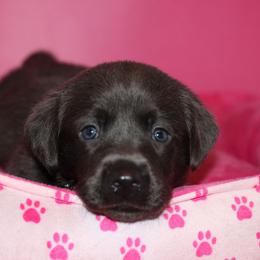 Necklace - Black female Labrador Retriever puppy in Morrilton, Arkansas from Ancient Dogges Performance Dogs