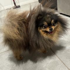 Crown - Pomeranian